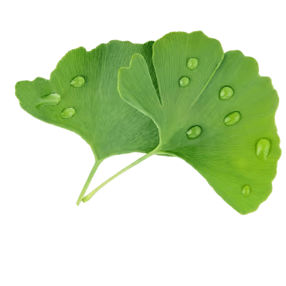 Ginkgo extrakt